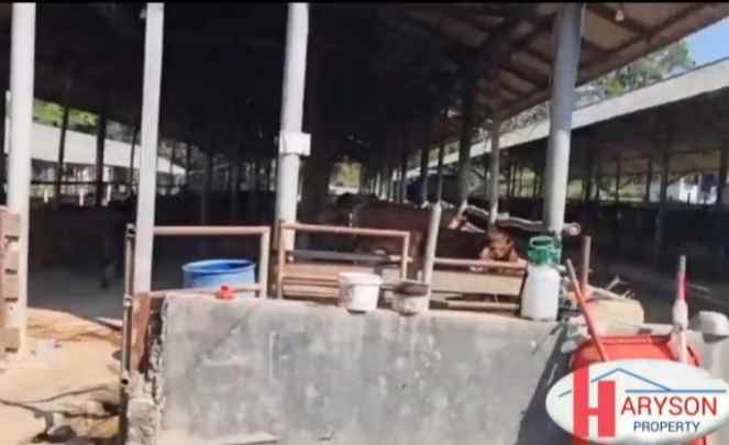 dijual kandang sapi 6 hektar di subang jabar