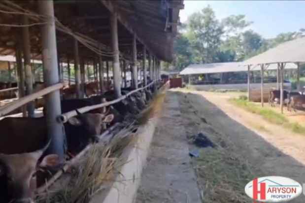 dijual kandang sapi 6 hektar di subang jabar