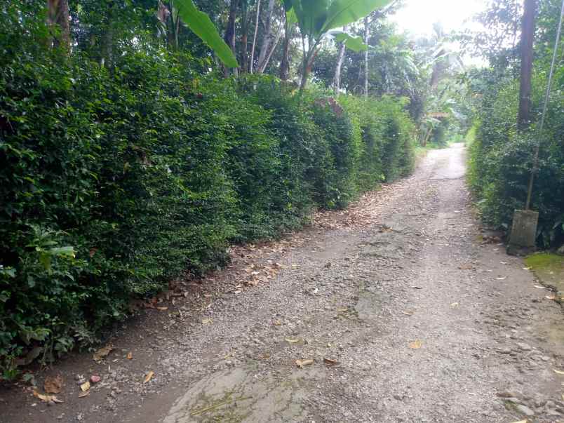 dijual pekarangan kanoman karangnongko