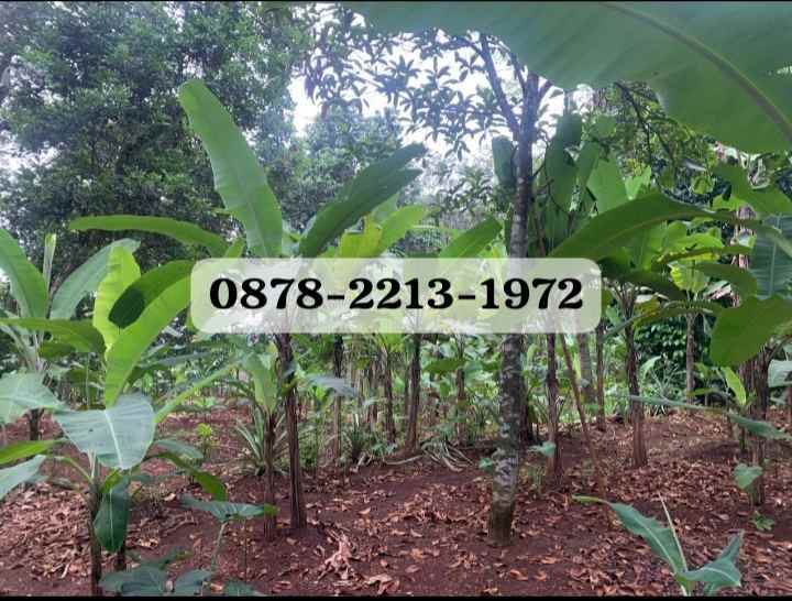 dijual tanah cileungsi bogor