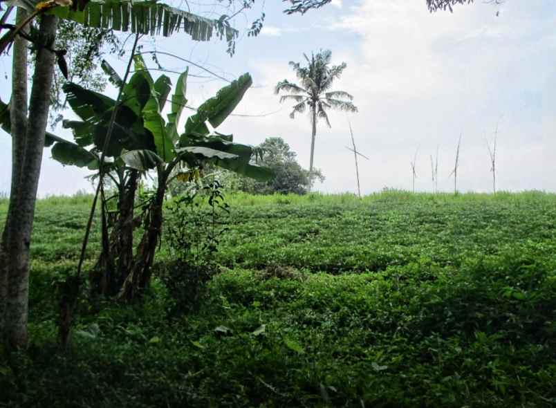 dijual tanah desa balekambang