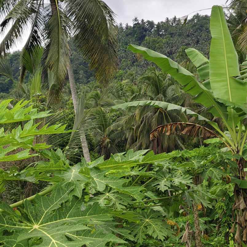 dijual tanah desa lumbung kauh kec