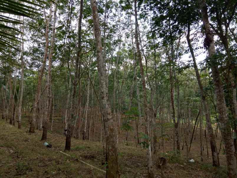 dijual tanah di desa citepus jeruk legi cilacap
