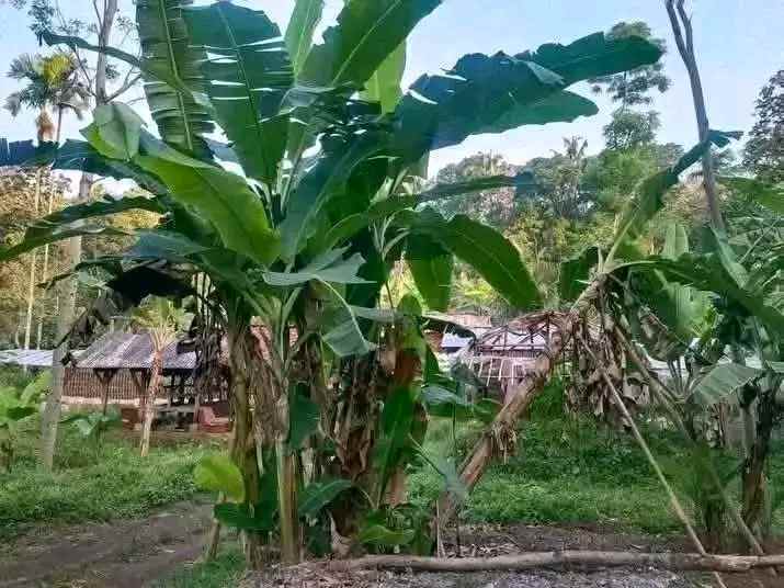 dijual tanah di desa trunamanggala cimalaka sumedang