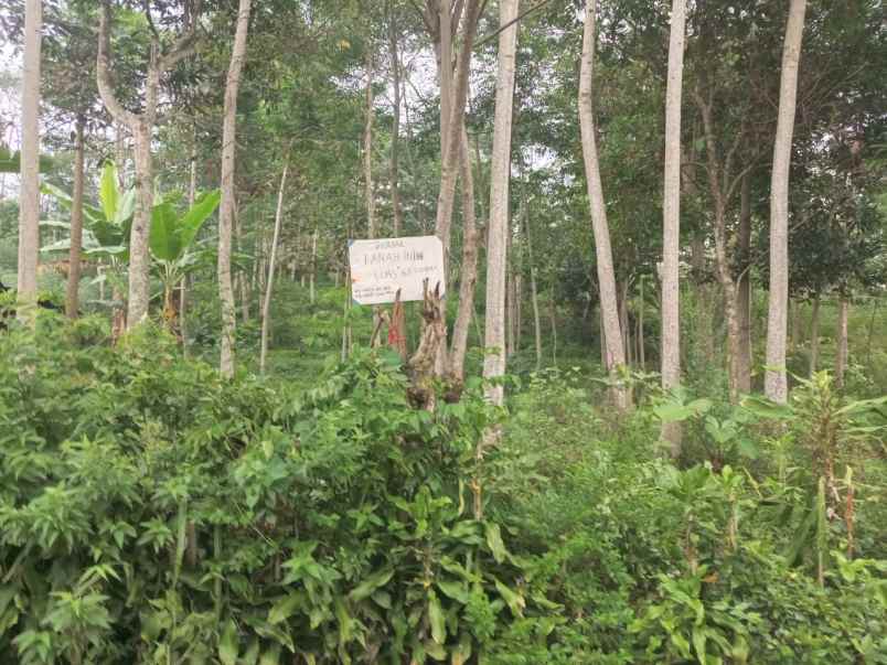 dijual tanah dijual tanah di kebun