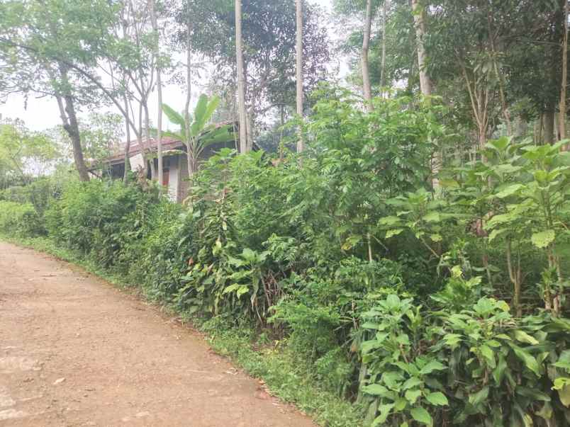 dijual tanah dijual tanah di kebun