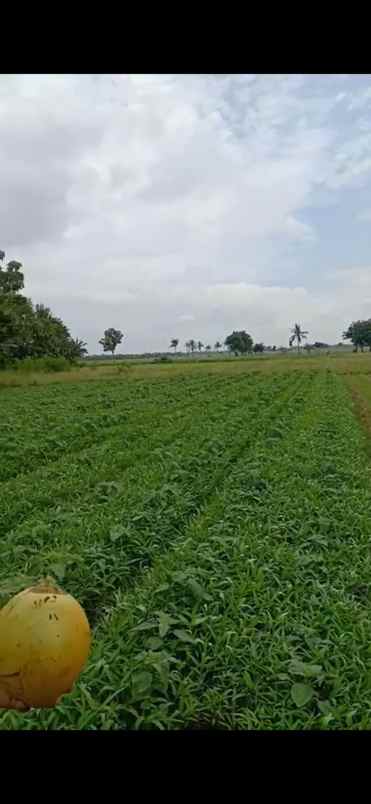 dijual tanah harapan jaya kp poncol