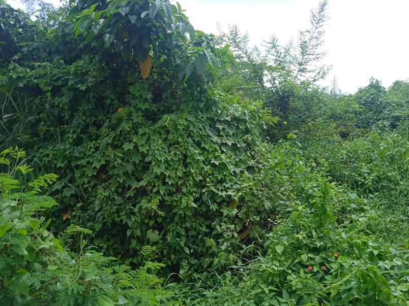 dijual tanah jalan za pagaralam