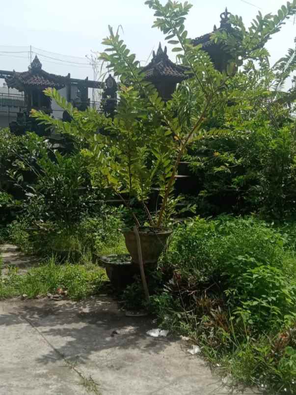 dijual tanah labak v pura demak barat
