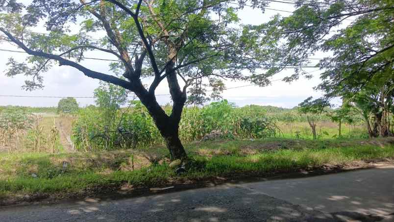 dijual tanah mranggen