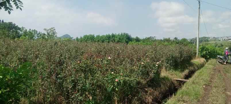 dijual tanah pandanrejo bumiaji