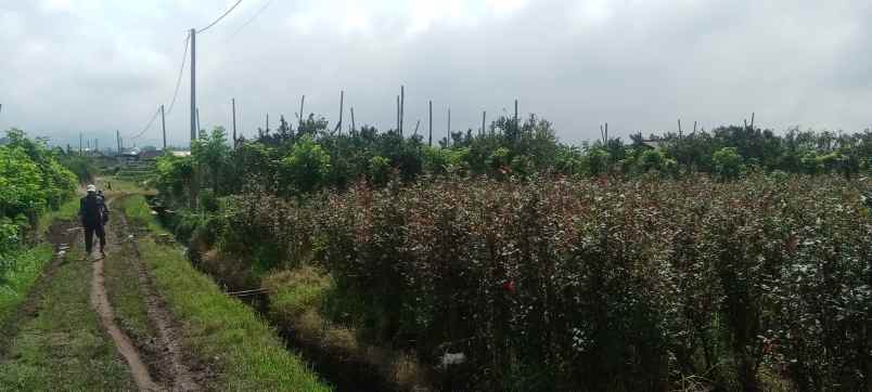dijual tanah pandanrejo bumiaji