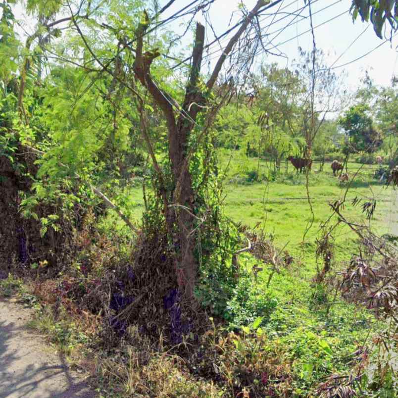 dijual tanah pedungan