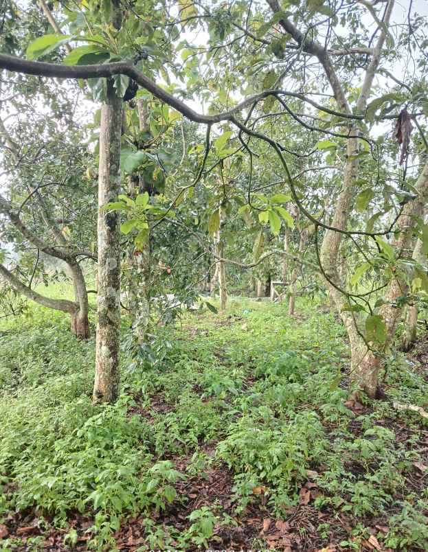 dijual tanah pekarangan cocok untuk investasi berkebun