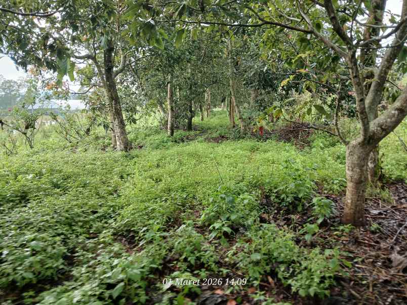 dijual tanah pekarangan cocok untuk investasi berkebun