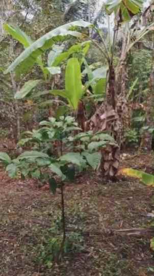 dijual tanah perkebunan murah di desa belimbing pupuan