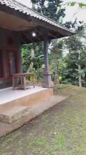 dijual tanah perkebunan murah di desa belimbing pupuan