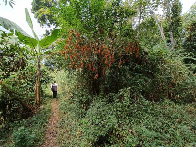 dijual tanah purwodadi