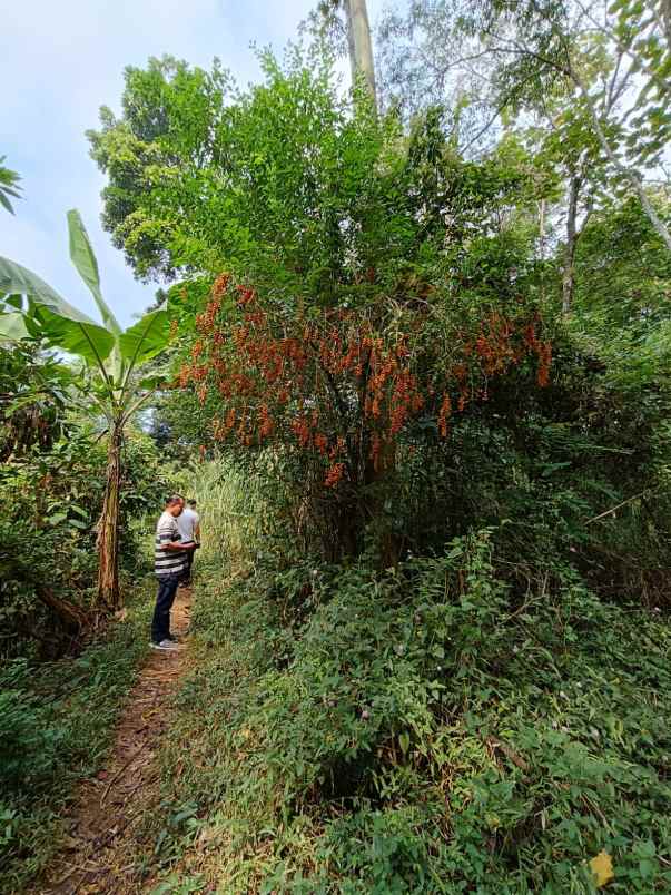 dijual tanah purwodadi