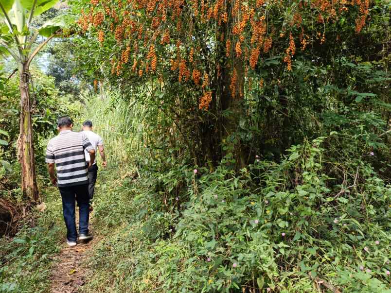 dijual tanah purwodadi