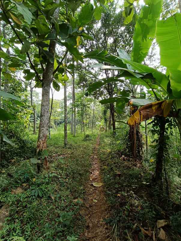 dijual tanah purwodadi