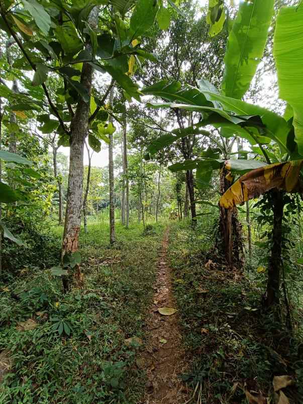 dijual tanah purwodadi