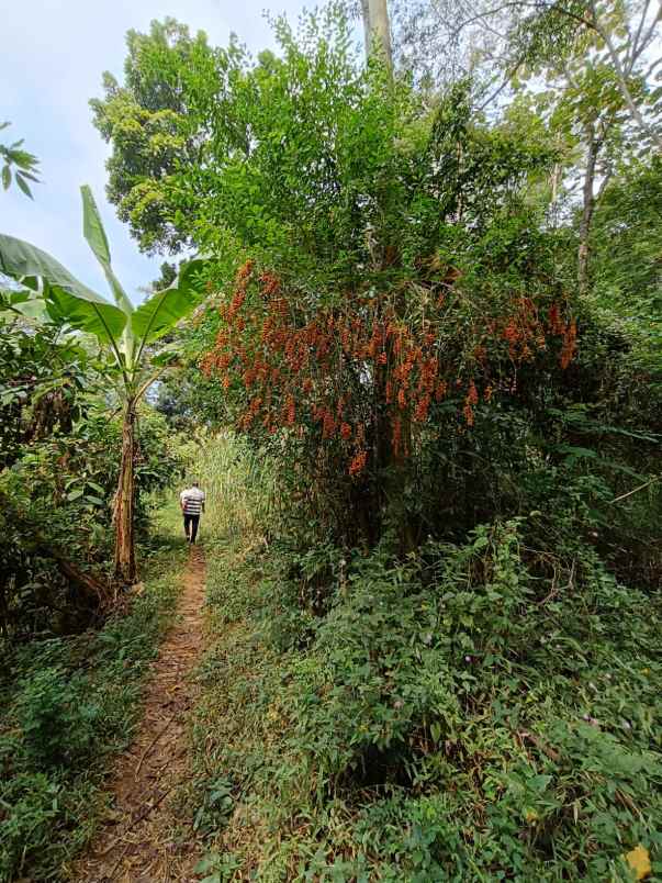 dijual tanah purwodadi