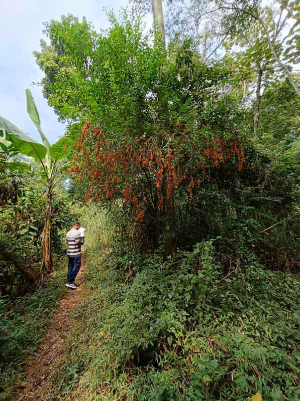 dijual tanah purwodadi