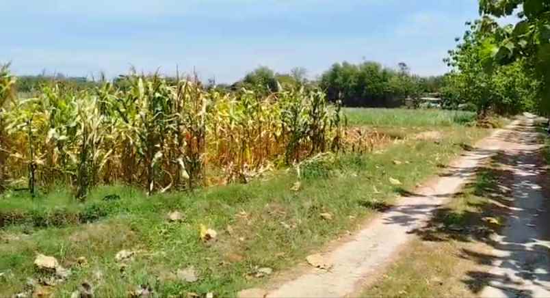 dijual tanah sragen jateng