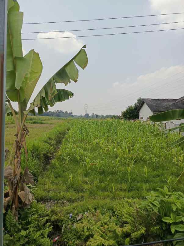 dijual tanah triharjo sleman