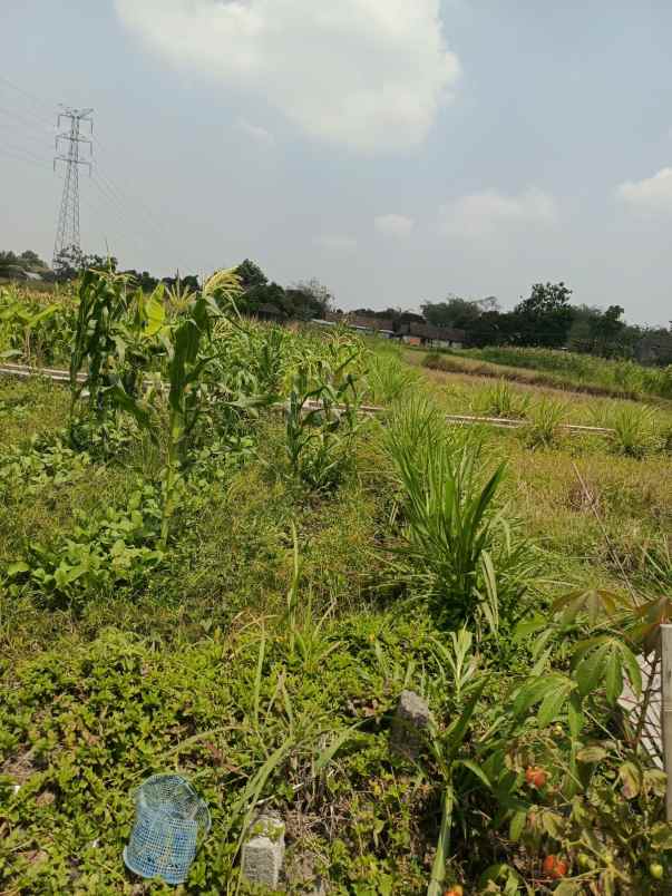dijual tanah triharjo sleman