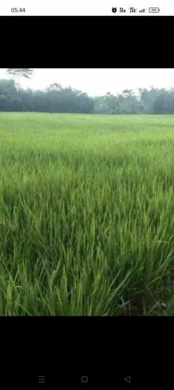 jual sawah dan kebun