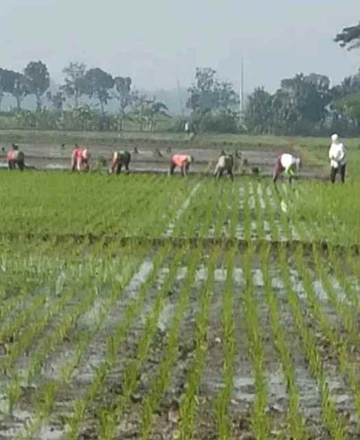 jual tanah sawah bekonang mojolaban sukoharjo