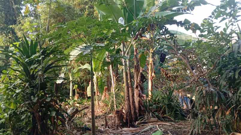 tanah 188 m2 siap bangun kalimulya depok