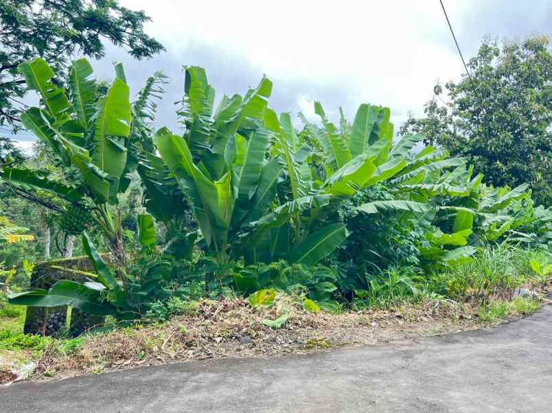 tanah 2000m cocok untuk kebun buah ngargoyoso