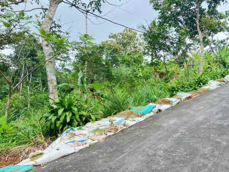 tanah 2000m cocok untuk kebun buah ngargoyoso