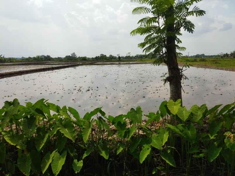 tanah area wisata janti klaten