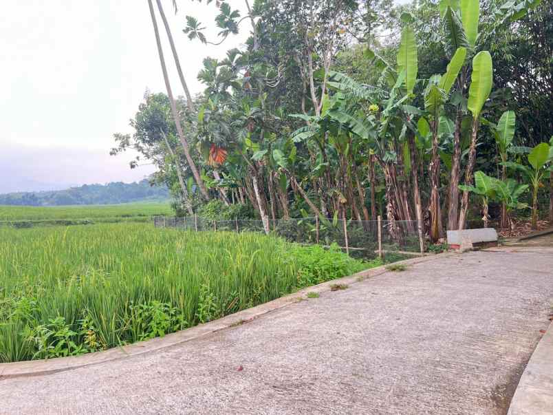 tanah datar 150 juta view hamparan sawah mojogedang