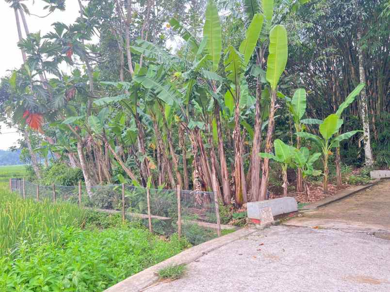 tanah datar 150 juta view hamparan sawah mojogedang