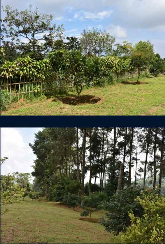 tanah kebun di ciawi bogor
