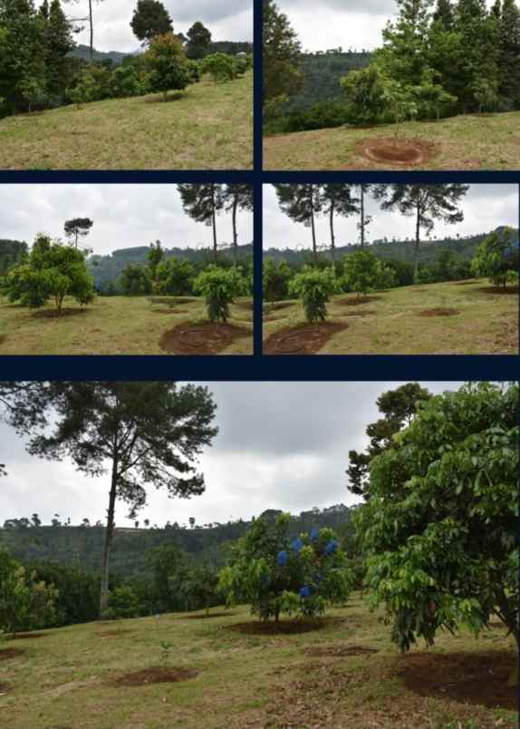 tanah kebun di ciawi bogor