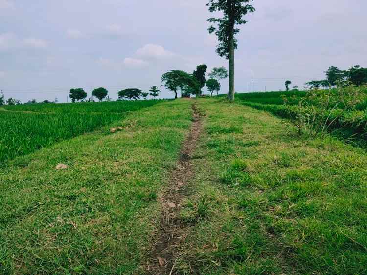 tanah kedawung sragen jawa