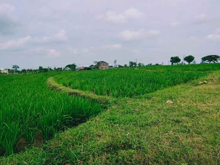tanah kedawung sragen jawa