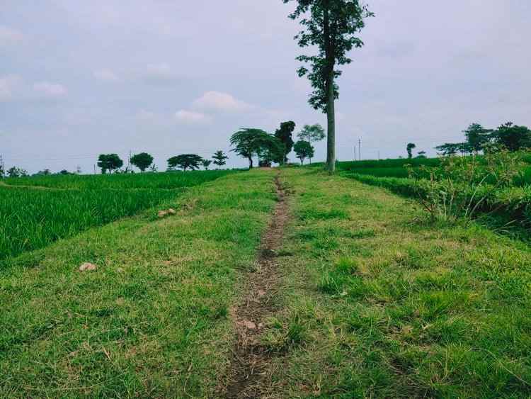 tanah kedawung sragen jawa