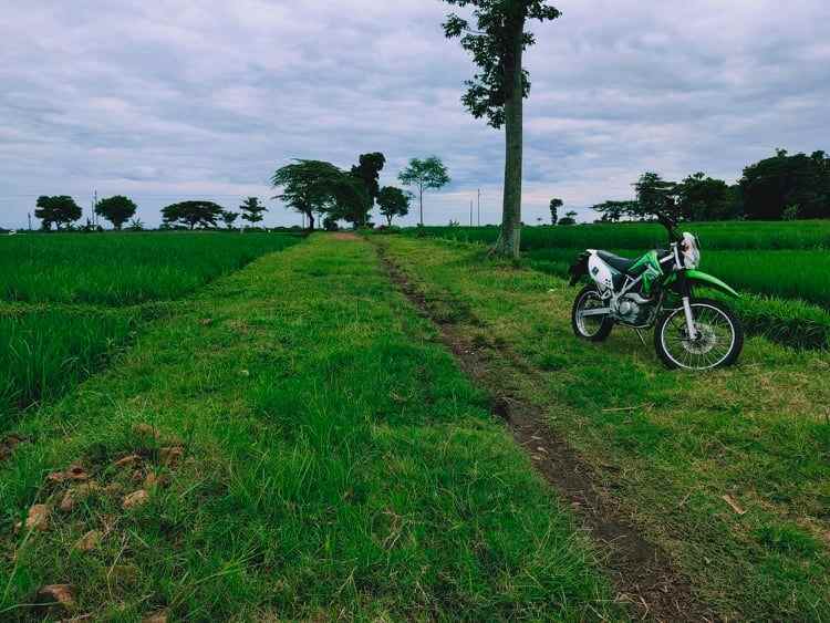 tanah kedawung sragen jawa