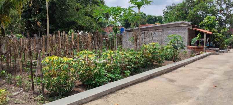 tanah pekarangan tijayan manisrenggo