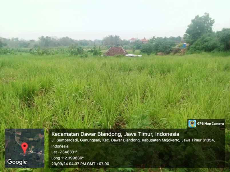 tanah persawahan kabupaten mojokerto