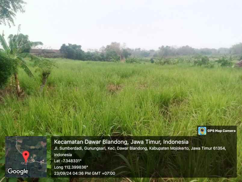 tanah persawahan kabupaten mojokerto