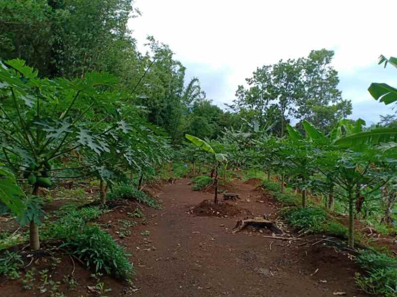 tanah tepi jl raya kerjo