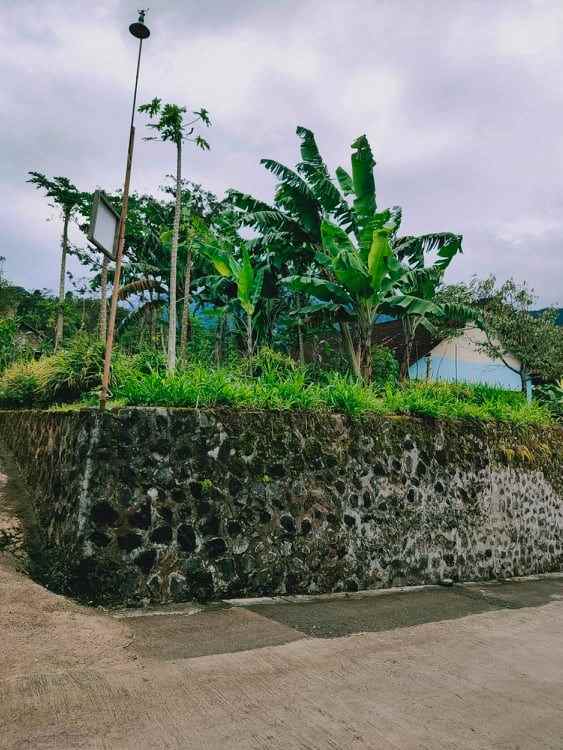 tanah wisata alam kebun teh